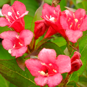 POR weigelia florida bristol ruby 01