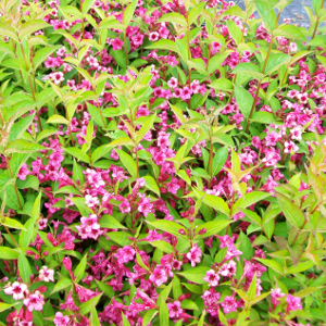 POR weigelia florida bristol ruby 02