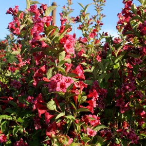 POR weigelia florida bristol ruby 03