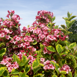 weigelia florida nana variegata 01