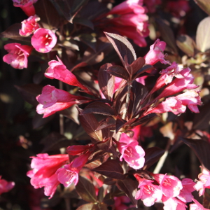 POR weigelia florida purpurea alexandra 01