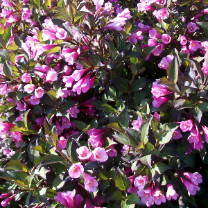 POR weigelia florida purpurea alexandra 03