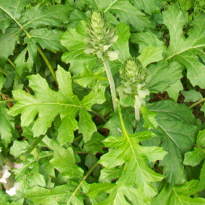 Acanthus mollis - acanto - pianta erbacea perenne da fiore