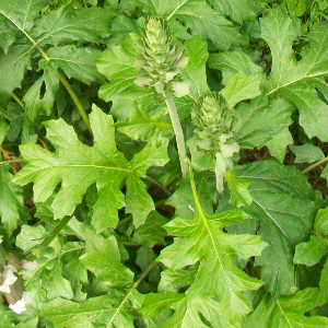 Acanthus mollis - acanto - pianta erbacea perenne da fiore