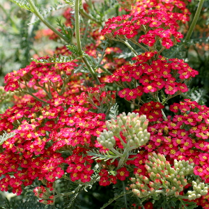 achillea millefolium paprika 01