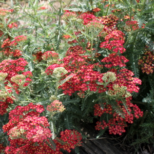 achillea millefolium paprika 02