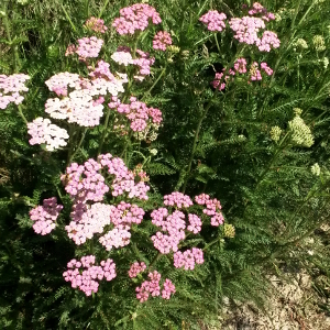 achillea millefolium summer pastels 01
