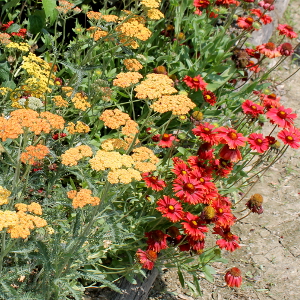 achillea millefolium terracotta 01