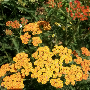 achillea millefolium terracotta 02