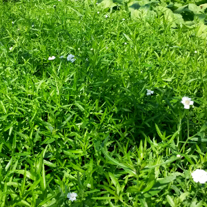 achillea ptarmica noblesse 01