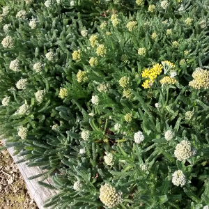 achillea tomentosa aurea 01