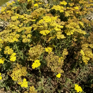 achillea tomentosa aurea 02