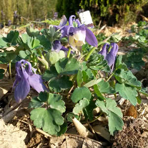 acquilegia flabellata ministar, erbacea perenne