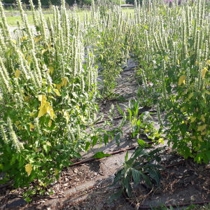 agastache rugosa alabaster 01