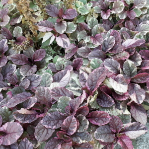 ajuga reptans burgundy glow 02