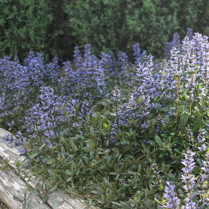 ajuga tenorii chocolate chip, erbacea perenne