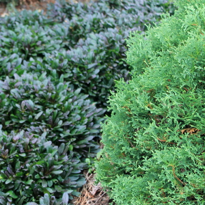 ajuga tenorii chocolate chip, erbacea perenne