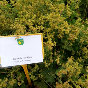 PPE alchemilla grandiflora 01