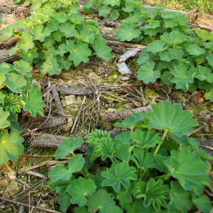 PPE alchemilla mollis thriller, erbacea perenne