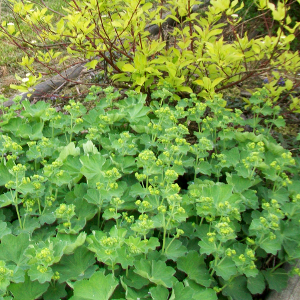  alchemilla mollis thriller, erbacea perenne