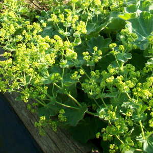  alchemilla mollis thriller, erbacea perenne