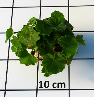 PPEV alchemilla mollis thriller t12