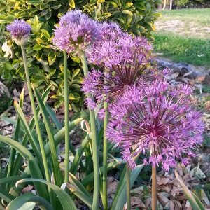 allium aflatunense, erbacea perenne