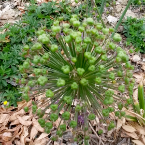 allium aflatunense, erbacea perenne