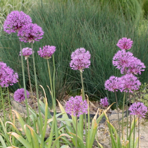 allium aflatunense, erbacea perenne