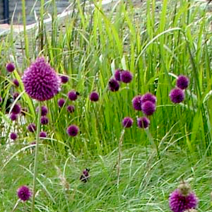 allium spharocephalon pianta erbacea perenne da fiore