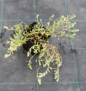 PPEV alyssum montanum mountain gold q910
