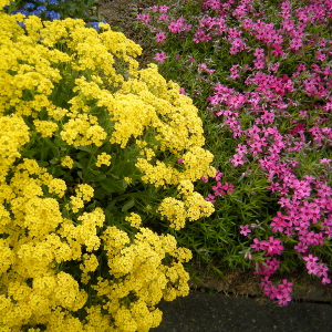 alyssum wulfenianum, erbacea perenne