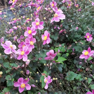 anemone hupehensis splendens, erbacea perenne