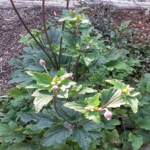 anemone hupehensis splendens, erbacea perenne