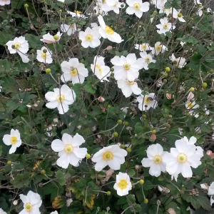 anemone hybrida honorine jobert, erbacea perenne