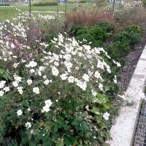 Anemone hybrida honorine jobert