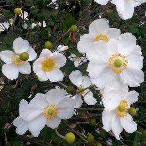 anemone hybrida honorine jobert, erbacea perenne