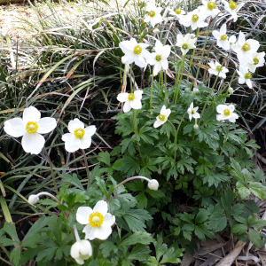 anemone sylvestris 01