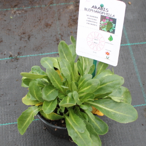 PPEV arabis blepharophylla t12