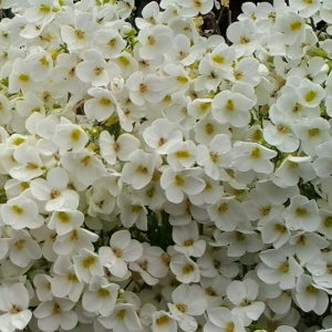 PPE arabis caucasica, erbacea perenne