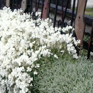  arabis caucasica, erbacea perenne