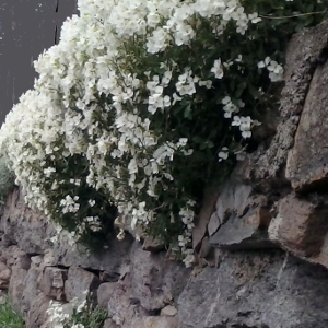  arabis caucasica, erbacea perenne