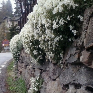  arabis caucasica, erbacea perenne