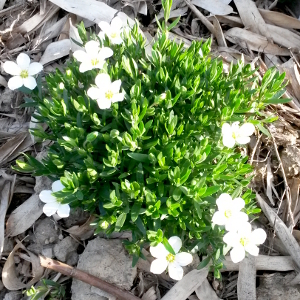 arenaria montana, erbacea perenne