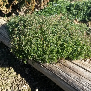 arenaria montana, erbacea perenne