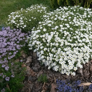 arenaria montana, erbacea perenne