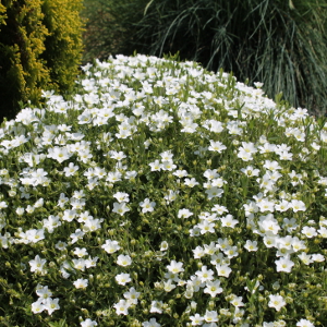 arenaria montana, erbacea perenne