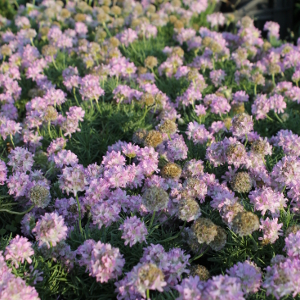 armeria juniperifolia, erbacea perenne