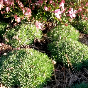 armeria juniperifolia, erbacea perenne