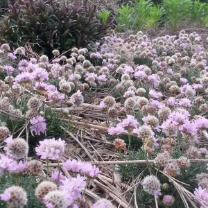 armeria juniperifolia, erbacea perenne